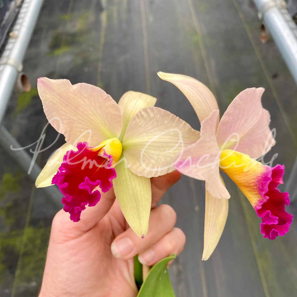Ctt. Tropical Aurora — Palmer Orchids
